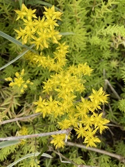 Sedum mexicanum
