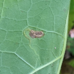 Amauromyza pleuralis