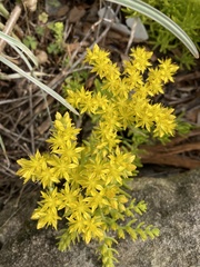 Sedum mexicanum