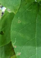 Amauromyza pleuralis