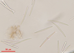 Geoglossum fallax