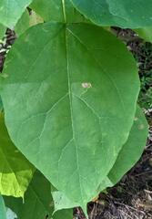 Amauromyza pleuralis