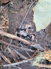Parmelioideae