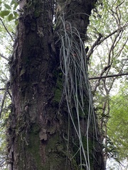 Acanthostachys strobilacea