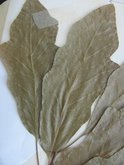 Quercus × leana