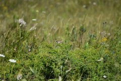 Ammodramus savannarum