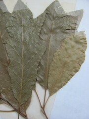 Quercus × leana