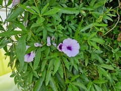 Ipomoea cairica