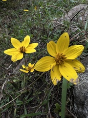 Bidens triplinervia