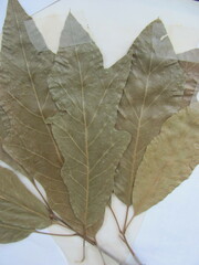 Quercus × leana