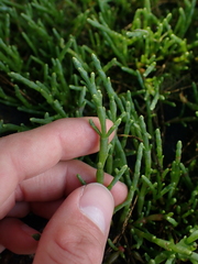 Salicornia pacifica
