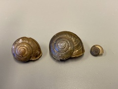 Helminthoglypta coelata