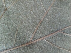 Quercus × leana