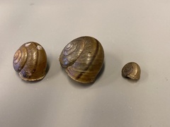 Helminthoglypta coelata