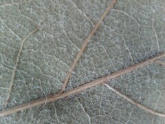 Quercus × leana