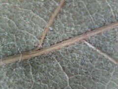 Quercus × leana