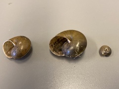 Helminthoglypta coelata