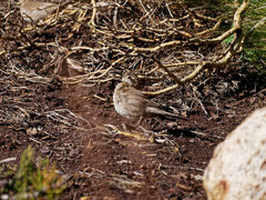 Upucerthia dumetaria
