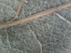 Quercus × leana