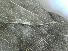 Quercus × leana