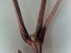Quercus × leana