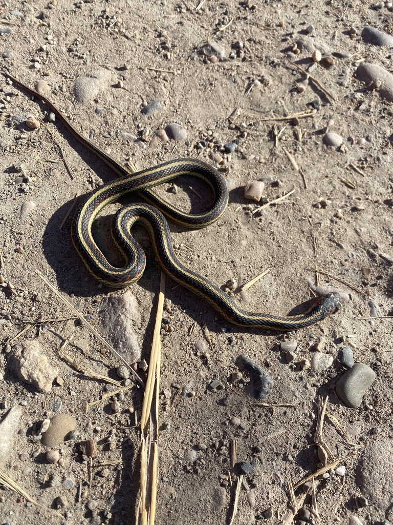Valley Garter Snake