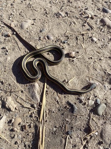 Valley Garter Snake