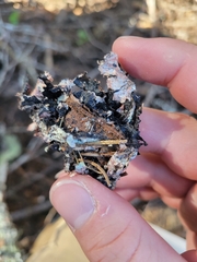 Parmelioideae