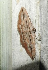 Austrocidaria gobiata