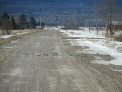 Plectrophenax nivalis