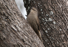 Climacteris picumnus