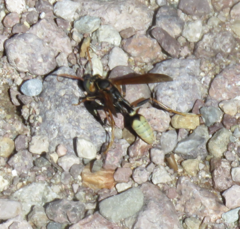 Mischocyttarus navajo