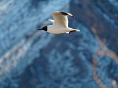 Chroicocephalus serranus