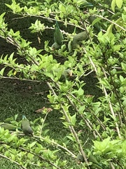 Brotogeris cyanoptera