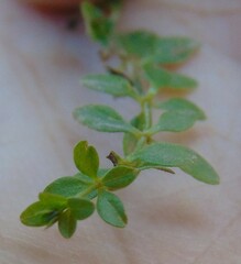 Galium