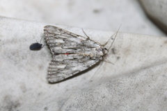Catocala coccinata