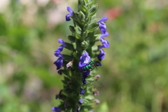 Pseudaugochlora graminea