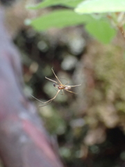 Linyphiidae