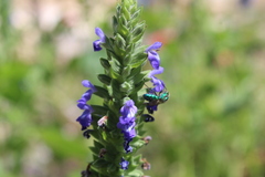 Pseudaugochlora graminea