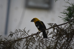 Pheucticus chrysopeplus