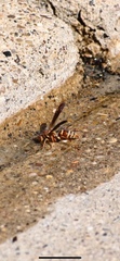 Polistes bellicosus