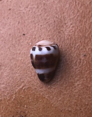Conus ebraeus