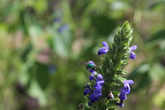 Pseudaugochlora graminea