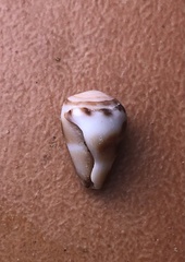 Conus ebraeus
