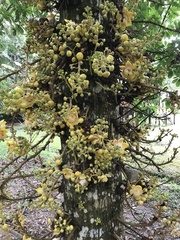 Couroupita guianensis