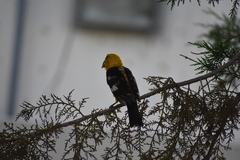 Pheucticus chrysopeplus