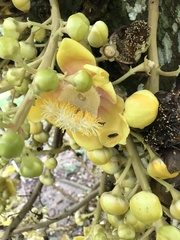 Couroupita guianensis