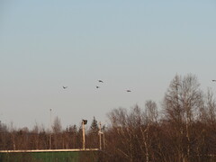 Tympanuchus phasianellus