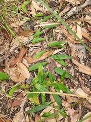 Eremophila debilis
