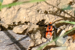 Melanerythrus mactans